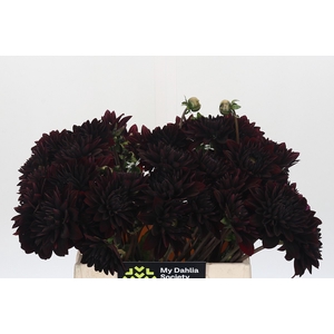 Dahlia Black Destiny