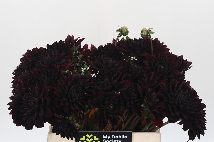 <h4>Dahlia Black Destiny</h4>