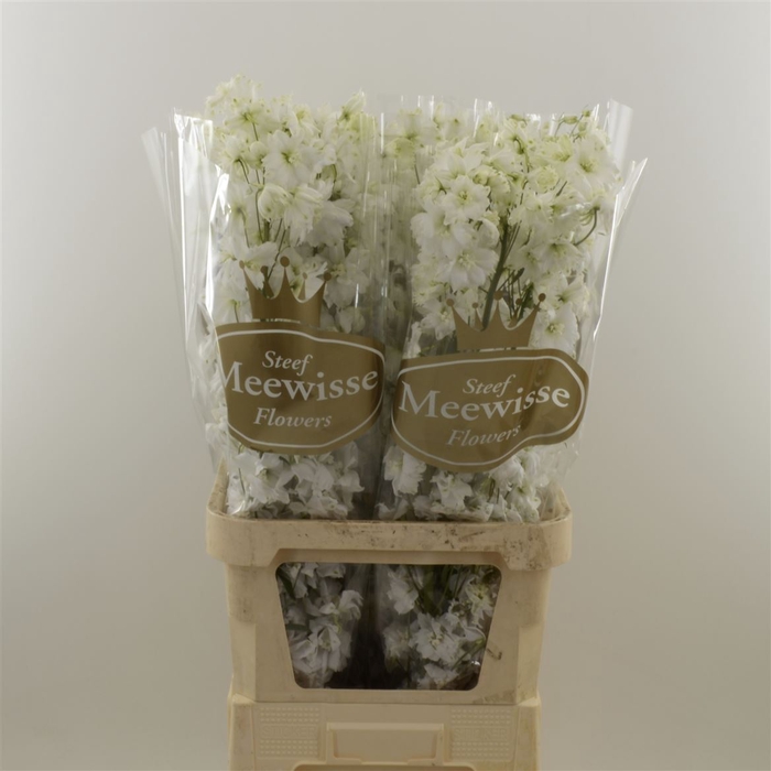 Delphinium Impressive White