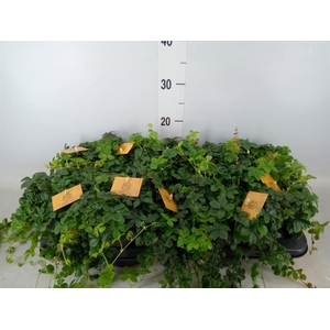 Parthenocissus inserta