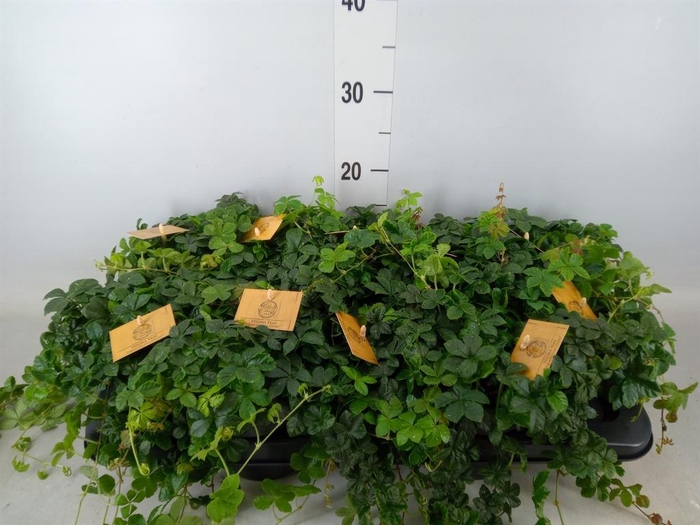 <h4>Parthenocissus inserta</h4>