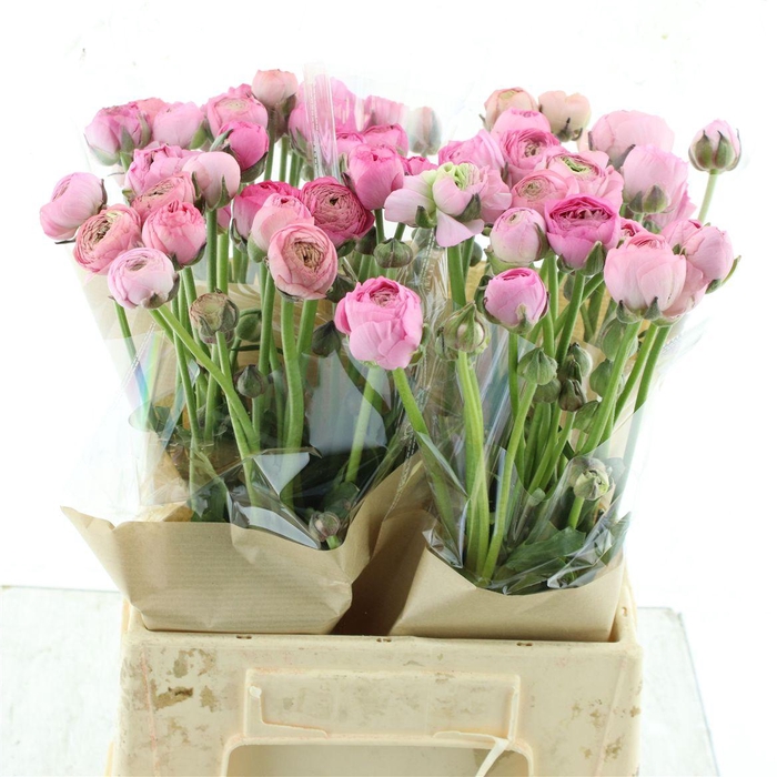 <h4>Ran Am Rose</h4>