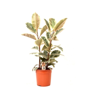 Ficus P27 Tineke 3PP