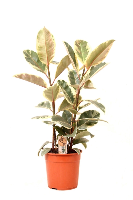 <h4>Ficus P27 Tineke 3PP</h4>