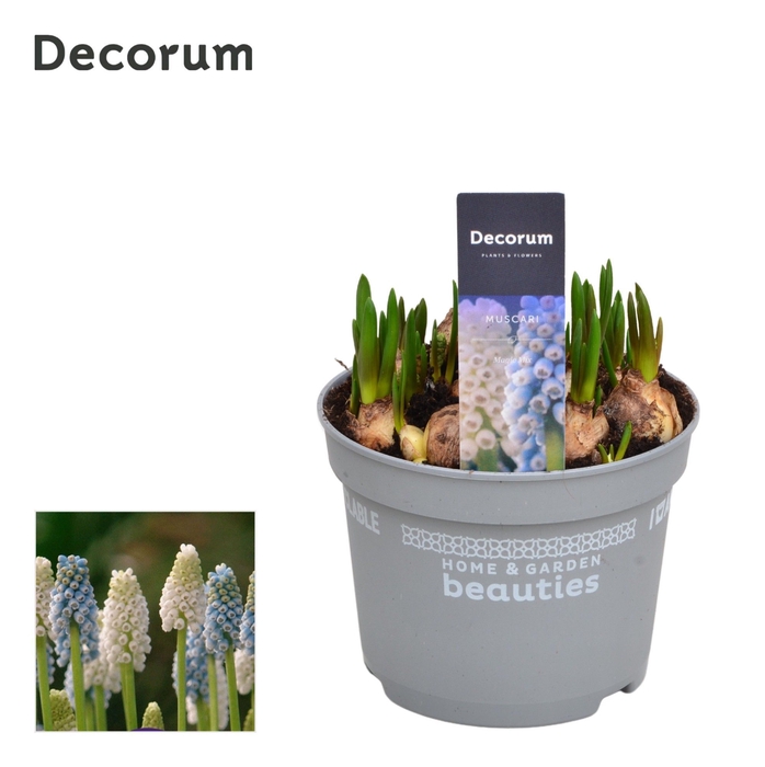 <h4>Muscari Magic Mix</h4>