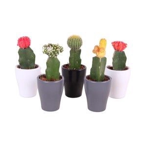 Cactus   ...mix