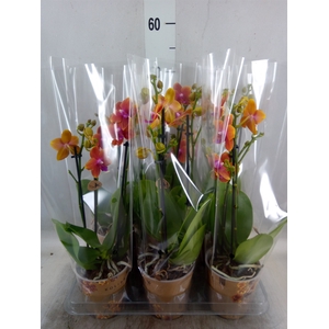 Phalaenopsis multi.   ...orange