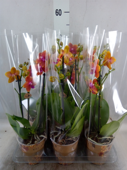 <h4>Phalaenopsis multi.   ...orange</h4>