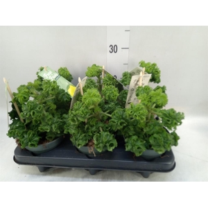 Pelargonium graveolens 'Lemon Tree'