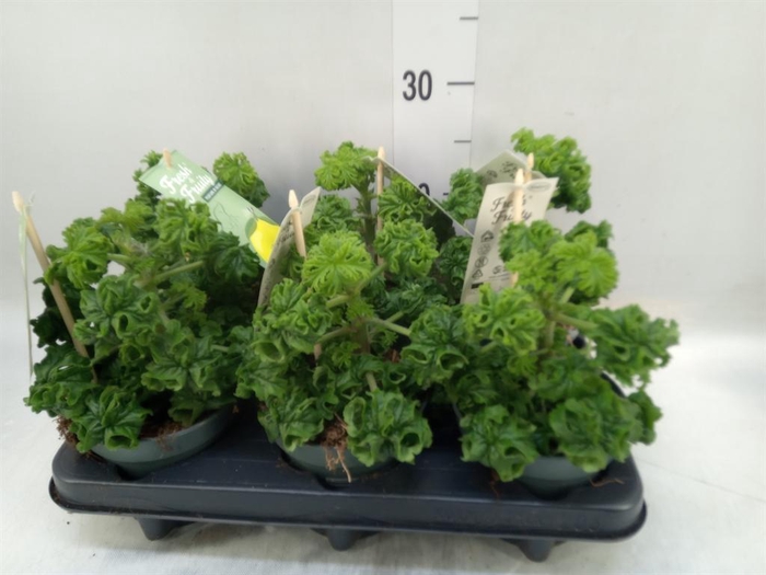 <h4>Pelargonium graveolens 'Lemon Tree'</h4>