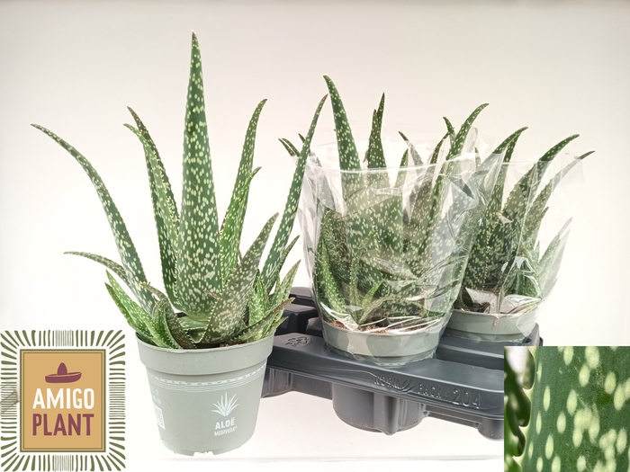<h4>ALOE VERA</h4>