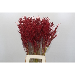 Bromelia Red Paloma