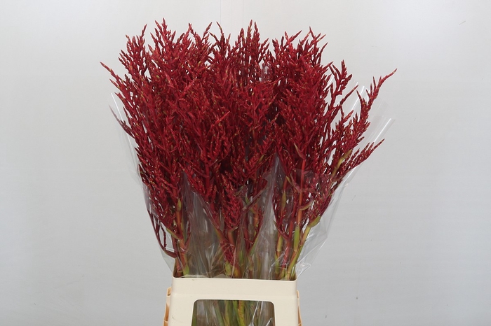 <h4>Bromelia Red Paloma</h4>