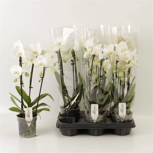 PHAL EL CASCADE
