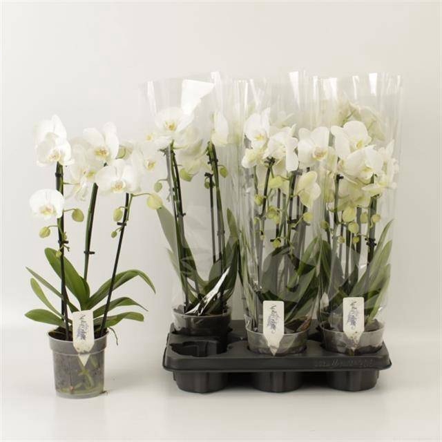 <h4>PHAL EL CASCADE</h4>