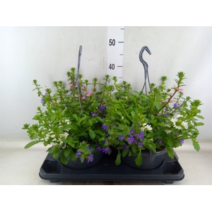 Scaevola aemula