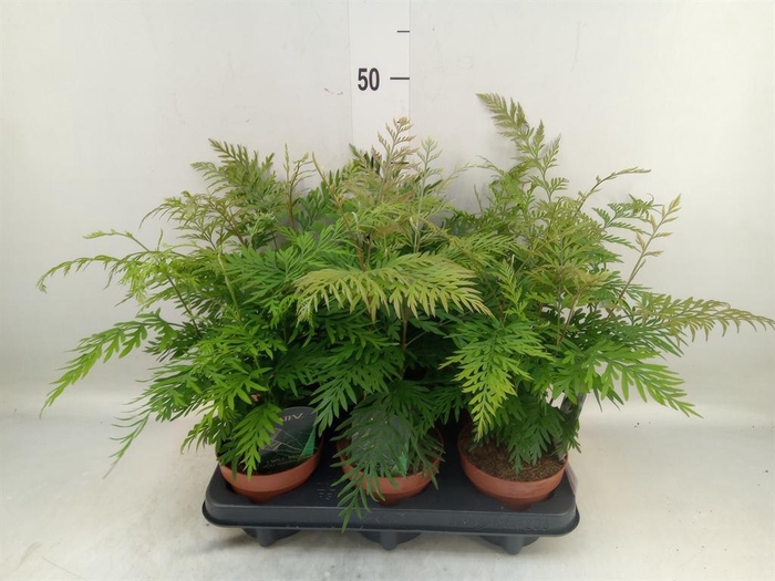 <h4>Grevillea robusta</h4>