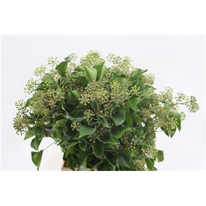 Hedera Extra Per Pak