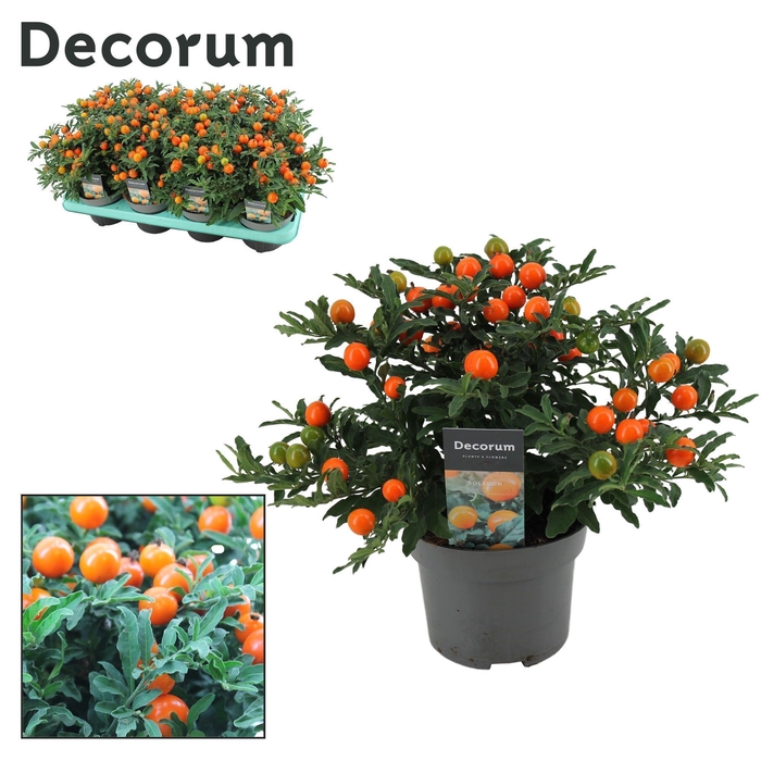 <h4>Solanum Pseudocapsicum P13 Decorum</h4>