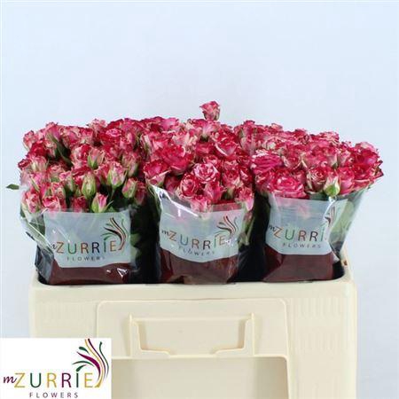 <h4>R Tr Fireworks</h4>