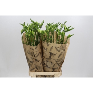 Freesia One Xxl White