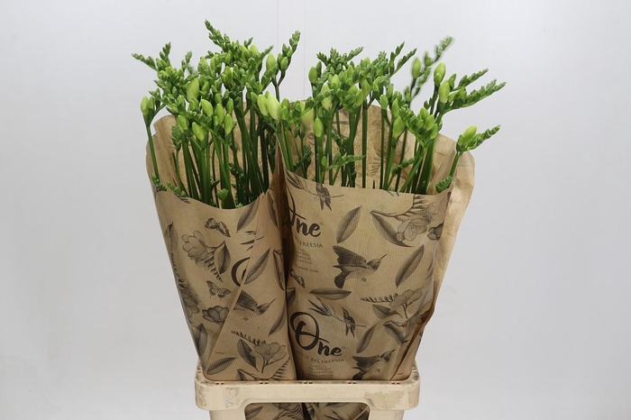 <h4>Freesia One White XXL</h4>