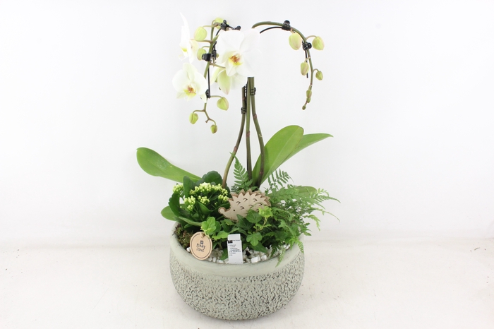 <h4>arr2 PL - Ker. barok groen paraplu</h4>