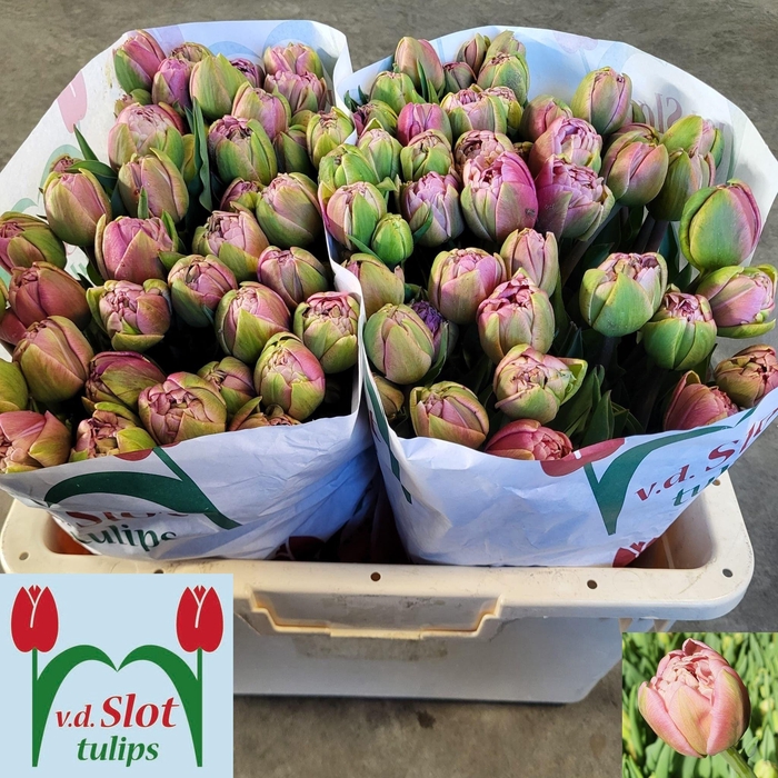 <h4>TU DU BEACHBERRY</h4>