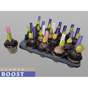 Hyacinthus ori. Pearl gemengd 4klr