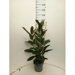 FIC AMERICANA  GUIAN