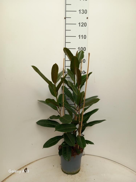 <h4>FIC AMERICANA  GUIAN</h4>