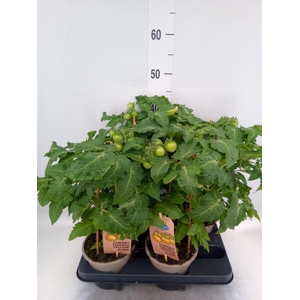 Solanum lycopersicum   ...