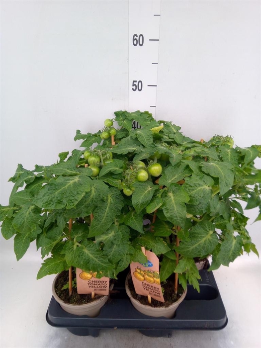 <h4>Solanum lycopersicum   ...</h4>