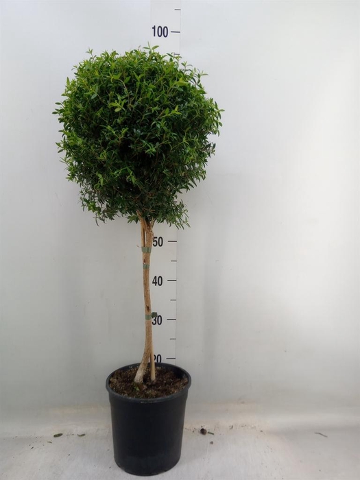 <h4>Myrtus communis</h4>