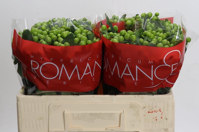 <h4>Hypericum Lucky Romance</h4>