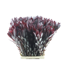 Leucad Saf Sunset Xl