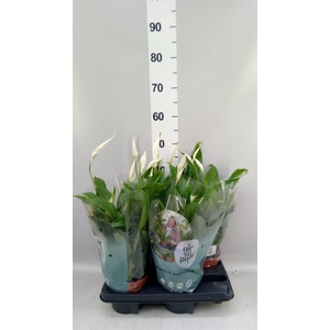 Spathiphyllum  'Pearl Cupido'