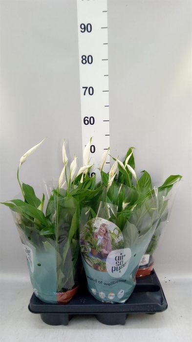 <h4>Spathiphyllum  'Pearl Cupido'</h4>
