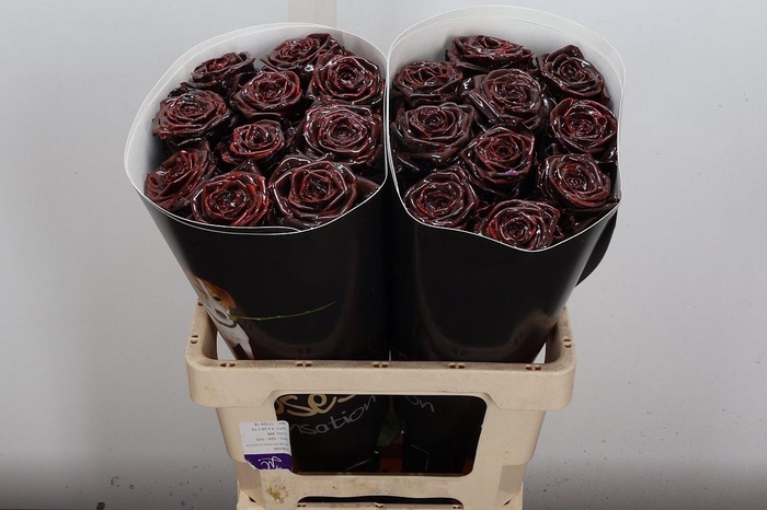 <h4>R Wx (rn) Browny</h4>