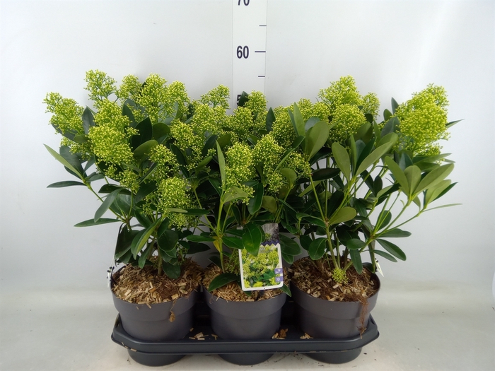 <h4>Skimmia jap. 'Finchy'</h4>