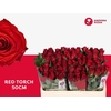 R Gr Red Torch X10