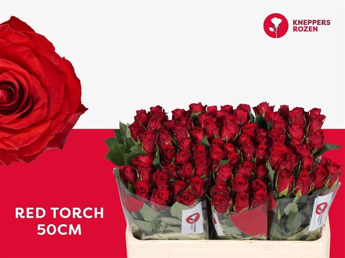 R Gr Red Torch X10