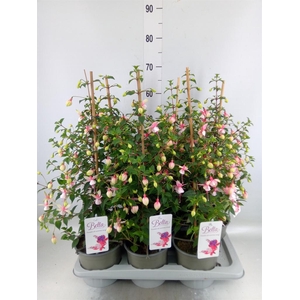 Fuchsia  'Paula Jane'