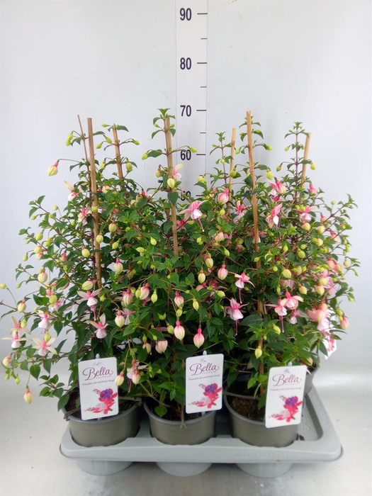 <h4>Fuchsia  'Paula Jane'</h4>