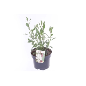 Gaura lind. Geyser White