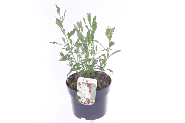 <h4>Gaura lind. Geyser White</h4>
