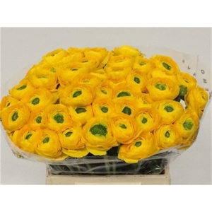 Ran Su Sr Omega Yellow Extra