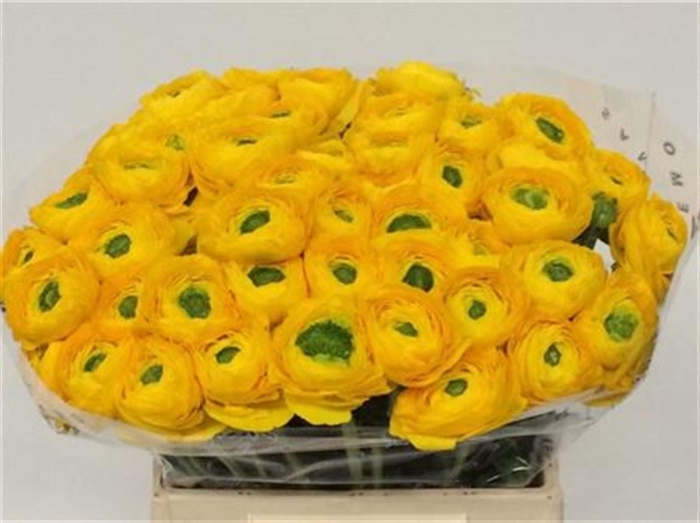 <h4>Ran Su Sr Omega Yellow Extra</h4>