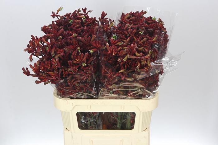 <h4>Anigozanthos Early Spring</h4>