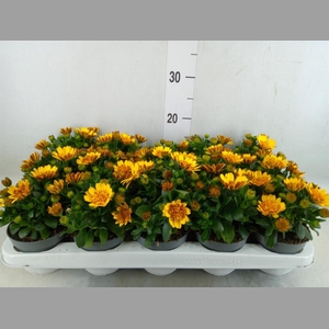 Osteospermum  '3D Deep Sun'